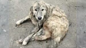 Cane ferito in catene viene trovato e salvato da dei passanti che gli regalano una nuova vita