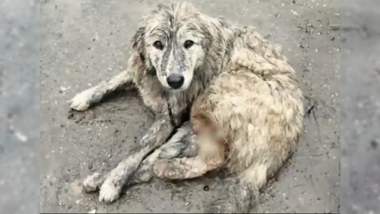 cane ferito sporco 