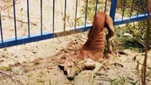 Cane intrappolato in una recinzione soffre la fame finché viene liberato