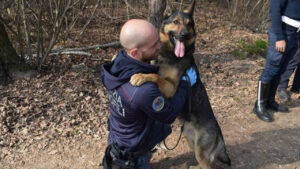 Bosco, il valoroso cane poliziotto in cerca di una casa dopo il pensionamento