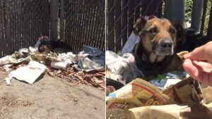 Cane randagio preso dalla spazzatura viene salvato e ora ha una nuova possibilità