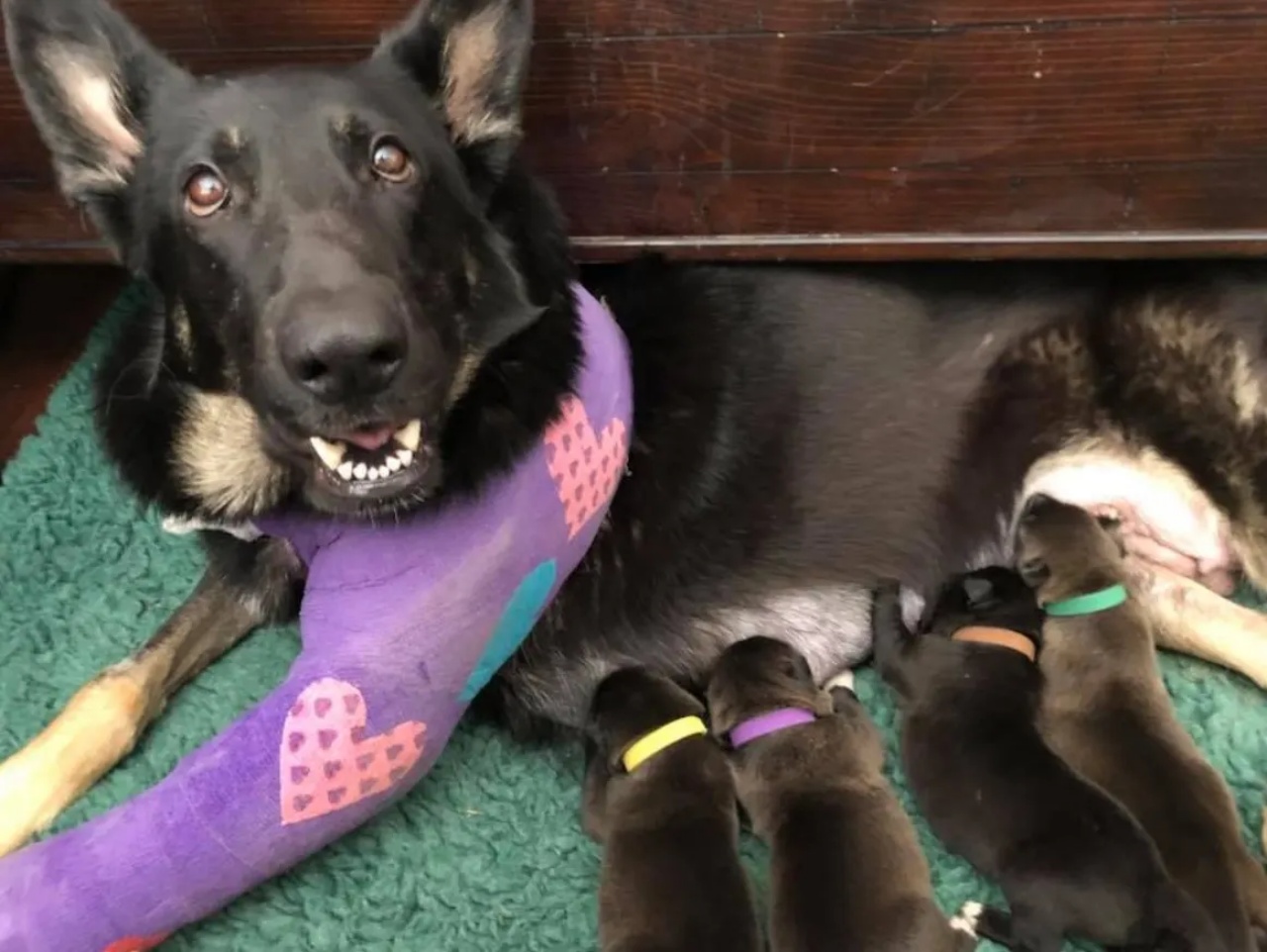 cane rifiuta cuccioli