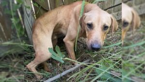 Cane salvato dalla strada subisce una trasformazione incredibile