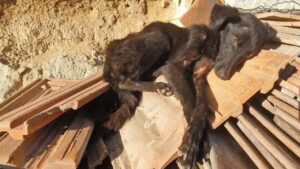 Cane trovato in mezzo a delle rovine viene salvato da una triste fine