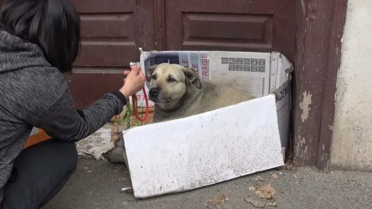 cane e turista