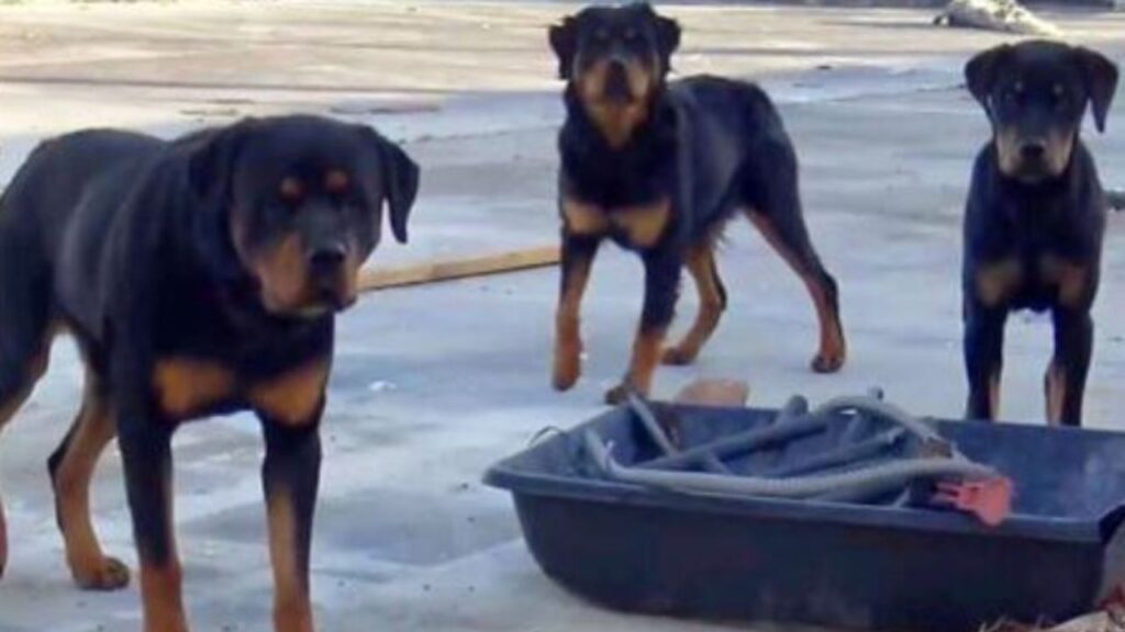 dei cani di razza Rottweiller