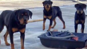 Salvano finalmente tre dolcissimi Rottweiler che erano spaventati e abbandonati in strada