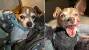 Chihuahua anziano rischia di essere soppresso per la sua malattia ma adesso ha una nuova  famiglia e una nuova vita