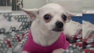 Chihuahua ritrova l’amore di una famiglia sincera dopo essere stato in canile per anni