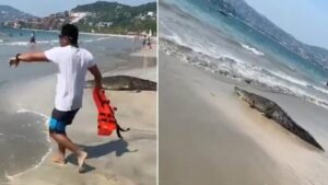 Spaventoso momento in cui un coccodrillo ha fatto scappare i bagnanti dalla spiaggia