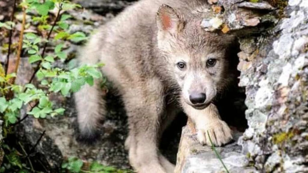 Cucciolo di lupo rimane intrappolato 