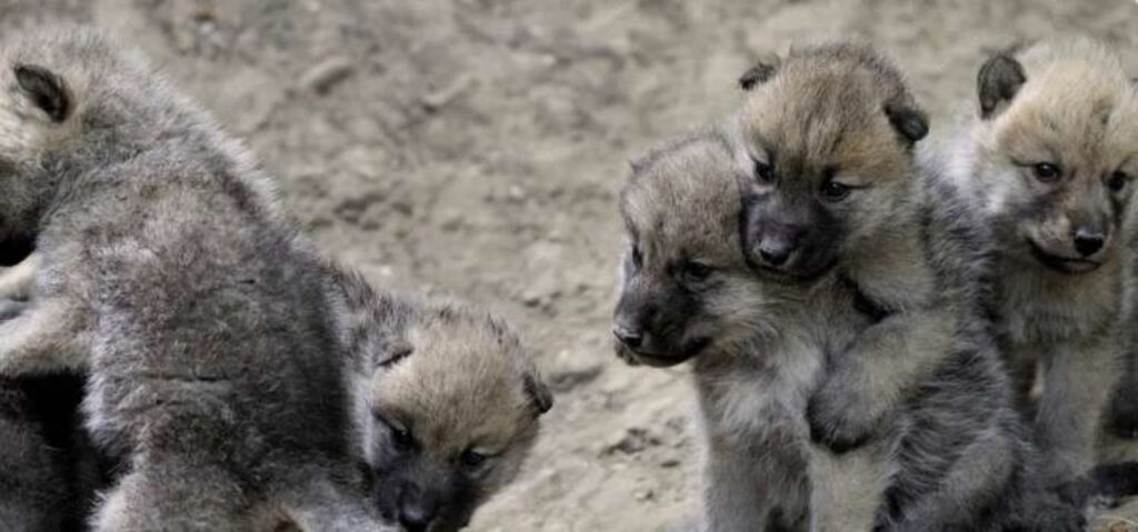 Adesso i cuccioli stanno bene 