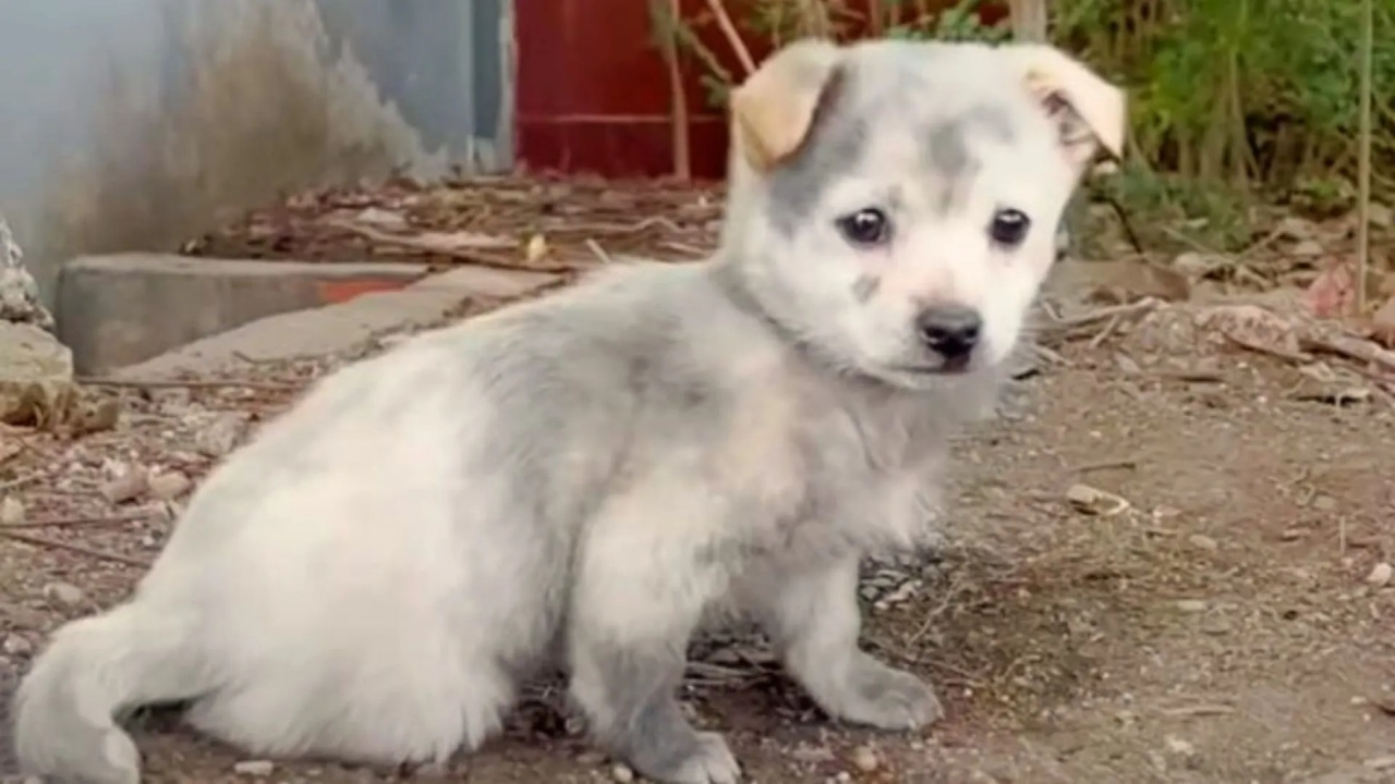 cucciolo solo sporco