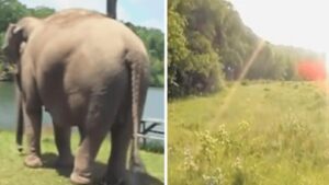 Elefante aspetta il suo amico cagnolino per giocare insieme