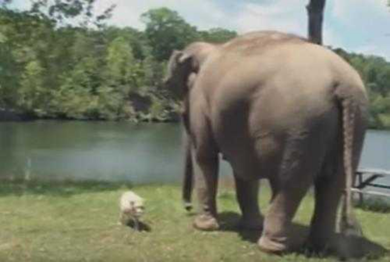 elefante aspetta lago