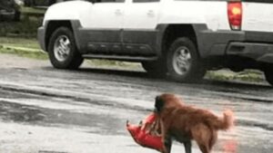 Un eroico cane senza casa salva la vita di un bambino abbandonato nelle strade della Thailandia