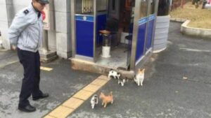 Gatta porta i suoi cuccioli in una stazione di polizia e diventa magicamente la loro casa