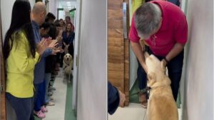 L’addio commovente dei medici al Golden Retriever che ha subito e superato 3 gravi interventi