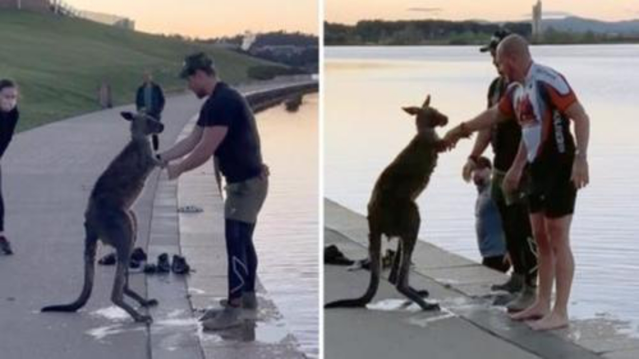 canguro salvato da un lago ghiacciato