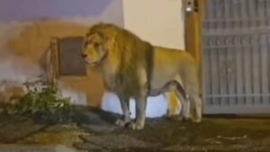 Leone fugge dal circo, momenti di paura vicino Roma