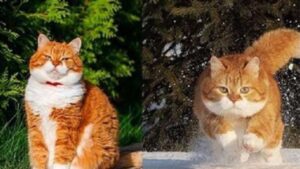 Il gatto Redhead è un modello felino dall’incredibile eleganza