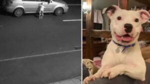 Questo Pitbull venne abbandonato in strada, ora ha una nuova famiglia che lo ama ed è finalmente felice