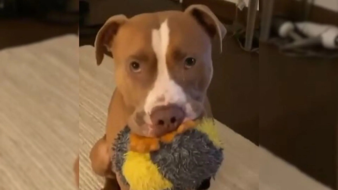 pitbull trovato gioco