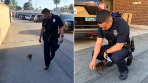 Poliziotto adotta un cucciolo minuscolo trovato per strada durante un turno di lavoro