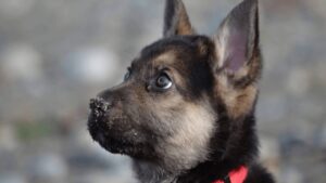 Rifugio crea una lista dei desideri per un piccolo cucciolo che stava vivendo i suoi ultimi giorni