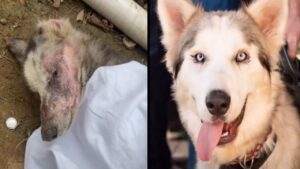 Salvano un Husky che non riusciva ad aprire gli occhi per le sue condizioni, scoprono poi il valore che nascondeva