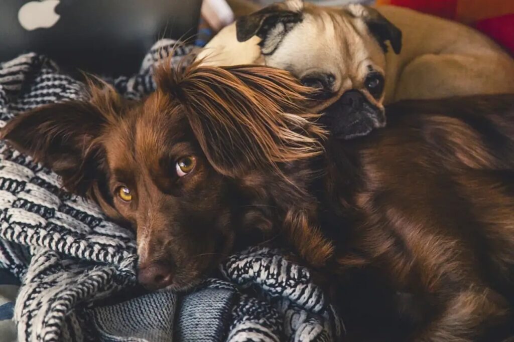 cuccioli sul letto