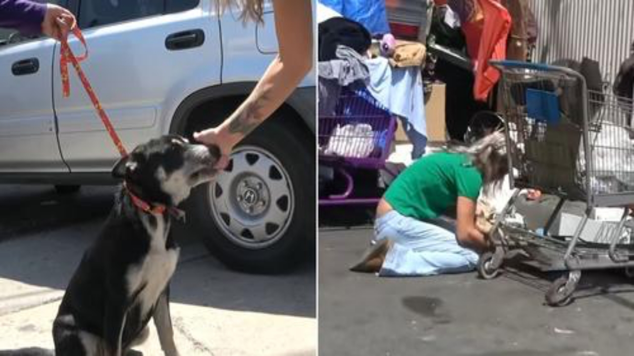 volontari salvano un cane e un gatto