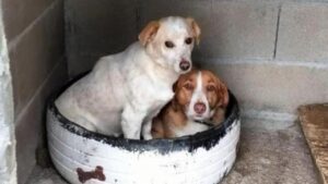 Bosco e Olivia, la coppia di cani che come regalo di Natale desiderano una casa