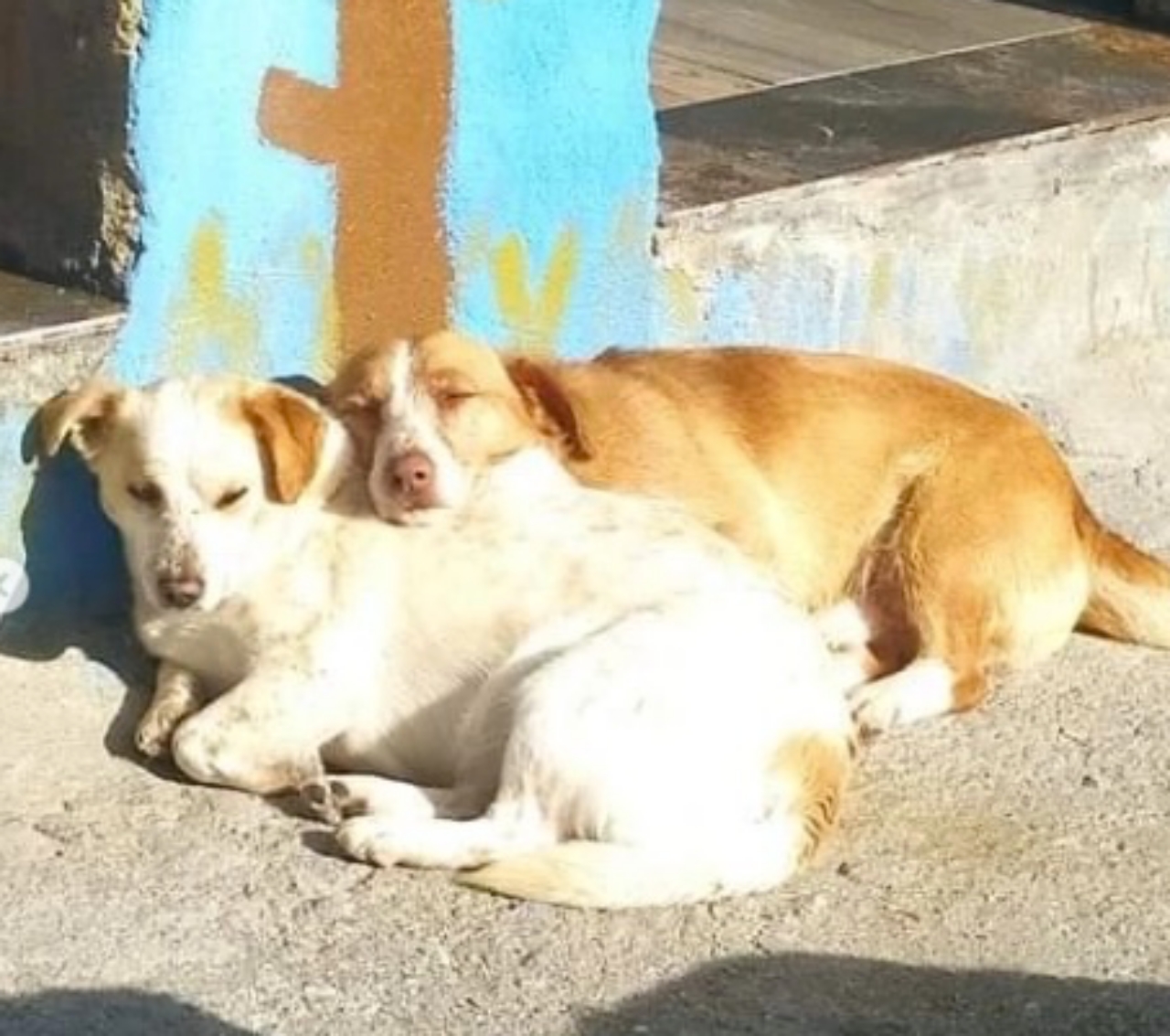 cuccioli salvati