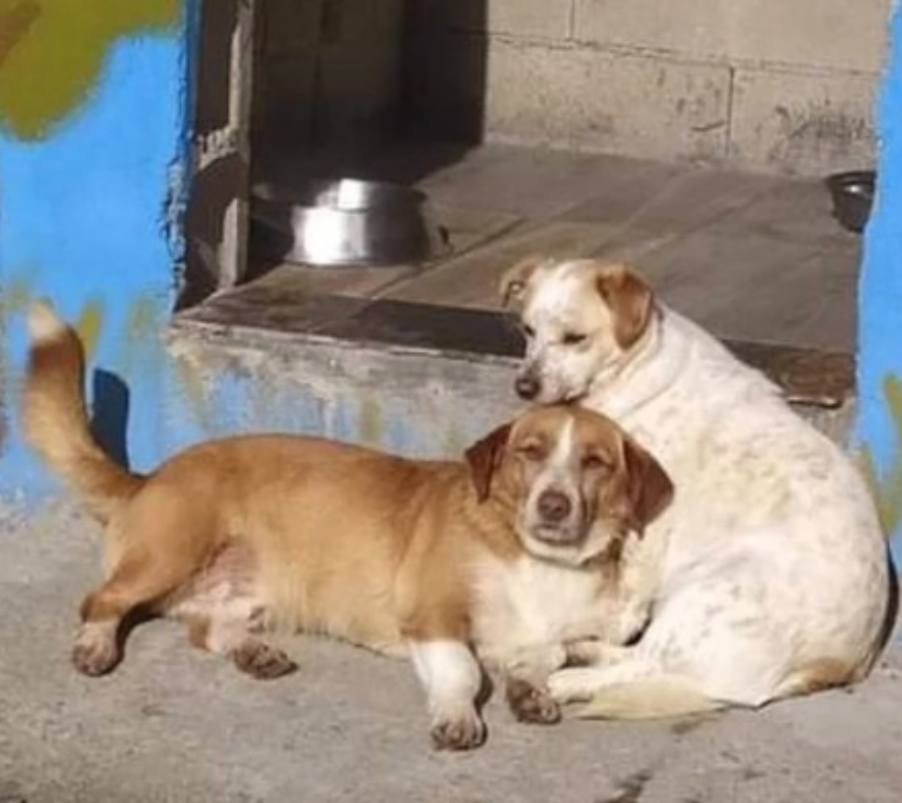 coppia di cani inseparabili