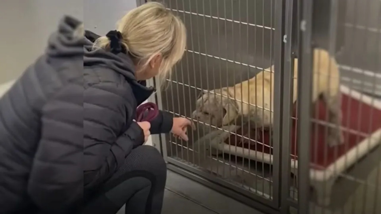 Cane con delle imperfezioni trova finalmente una famiglia