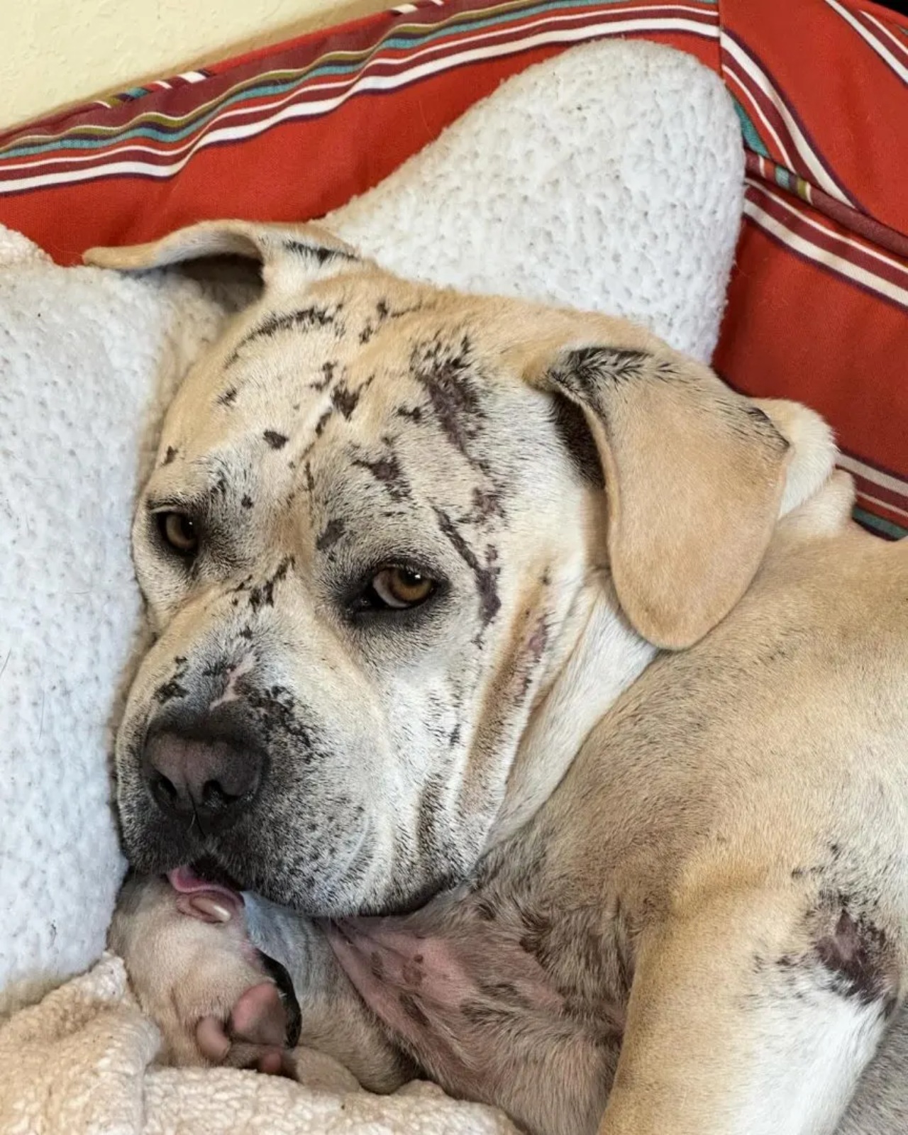 Cane con delle imperfezioni trova finalmente una famiglia