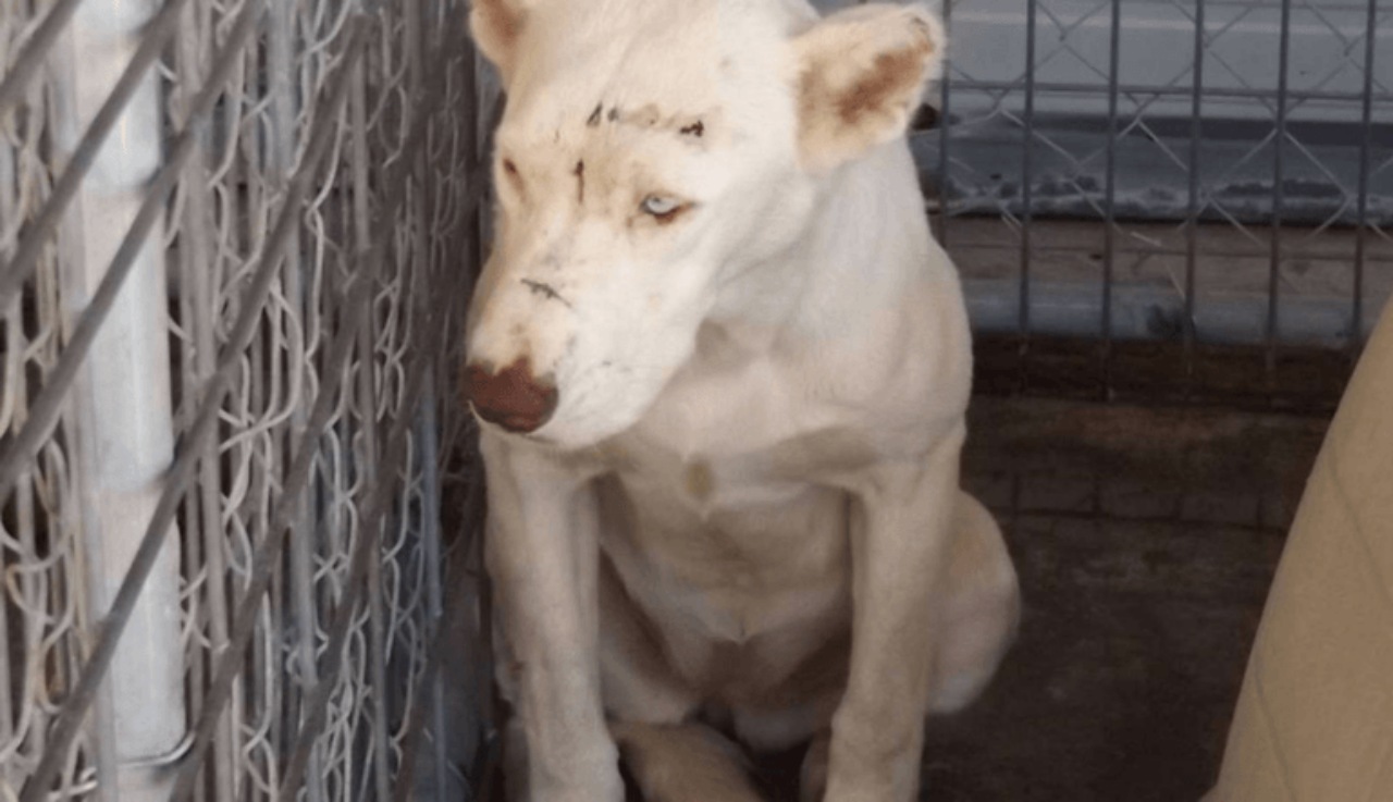 Cane con un brutto passato adottato da una volontaria