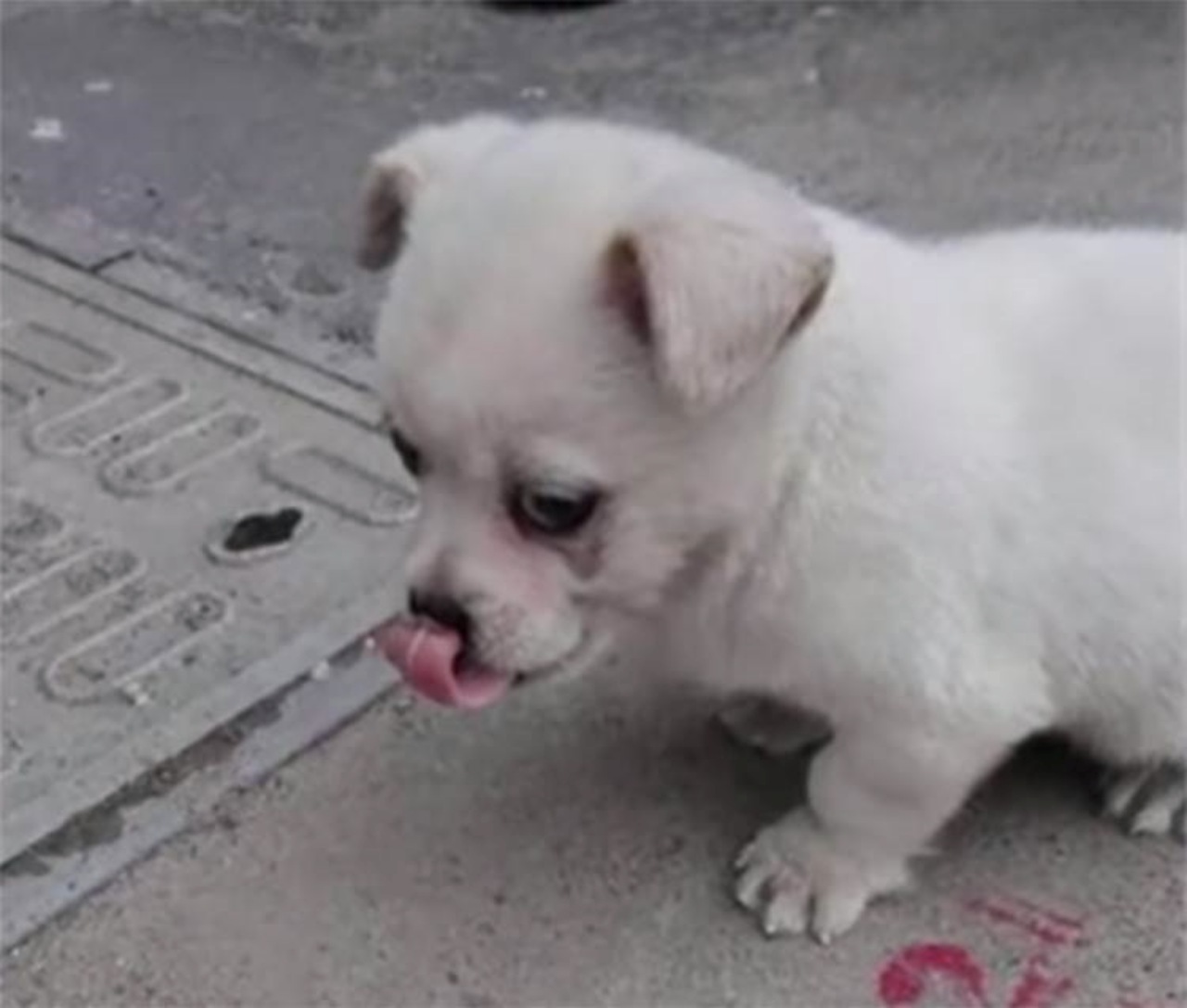 Cucciolo randagio non vuole separarsi da sua madre