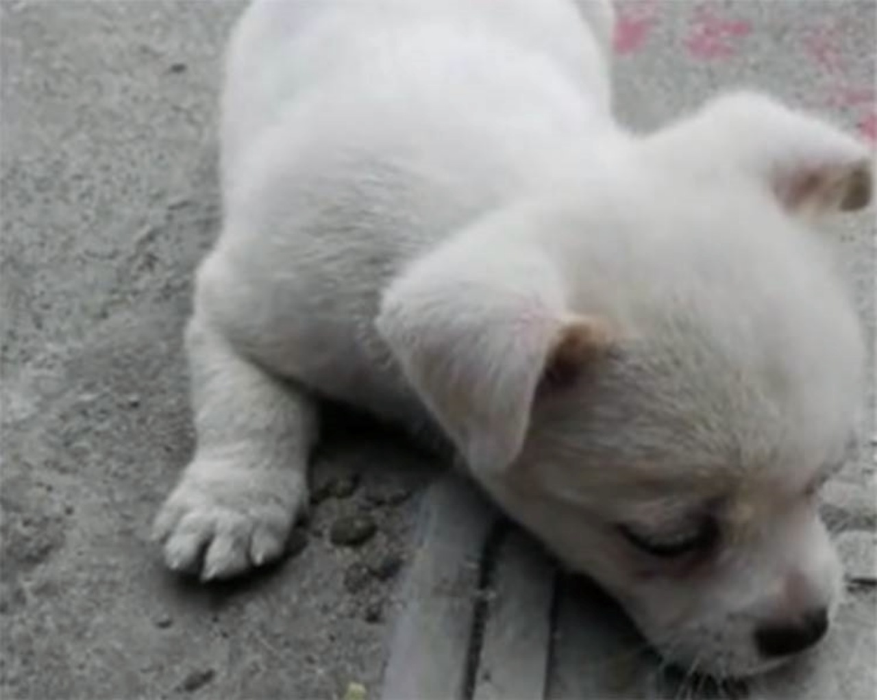 Cucciolo randagio non vuole separarsi da sua madre