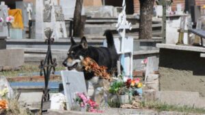 Addio al custode fedele: muore dopo 10 anni di guardia alla tomba del suo amato padrone