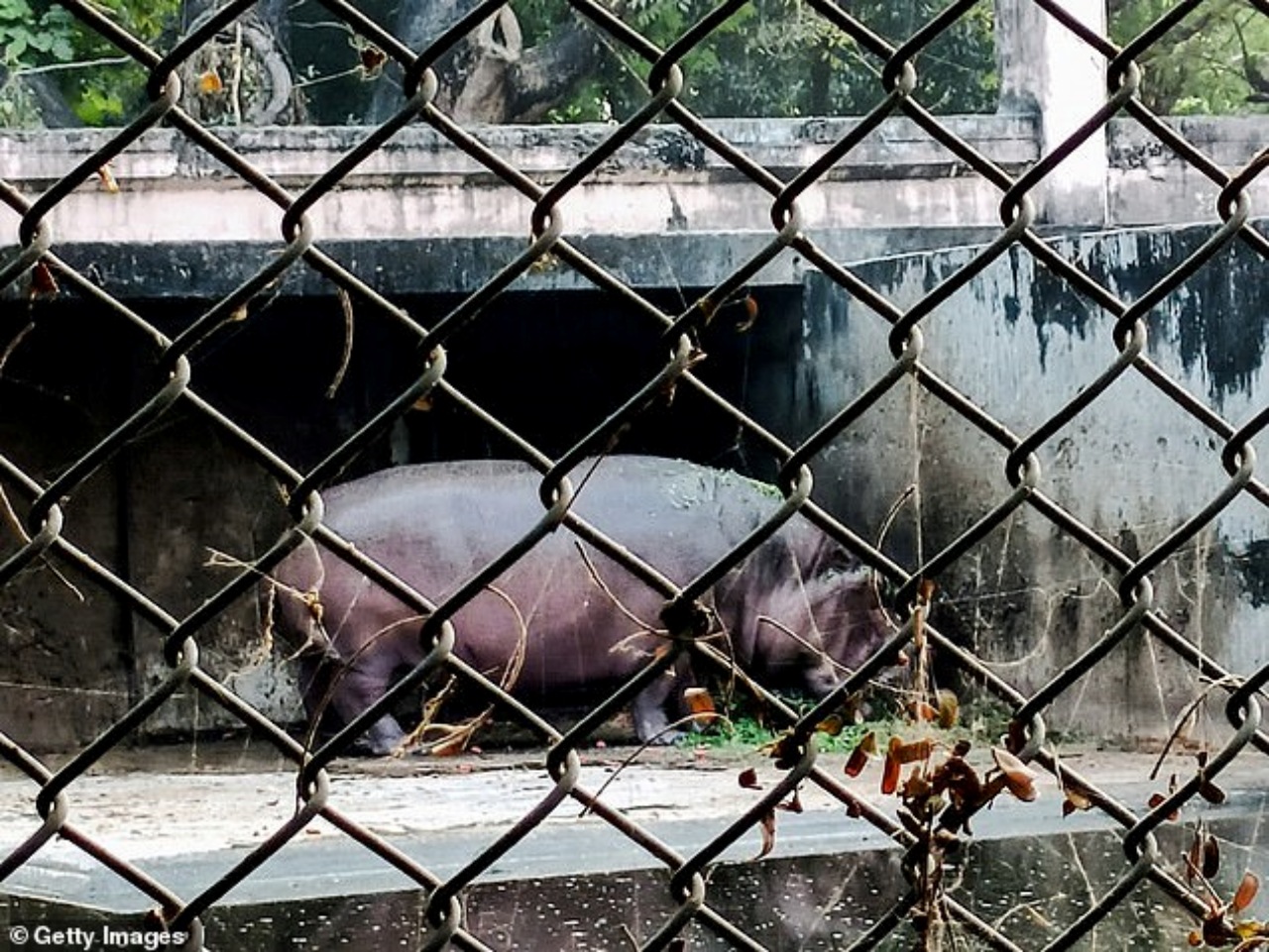 Guardiano attaccato da un ippopotamo in uno zoo