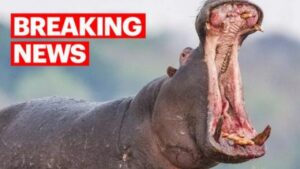 Tragedia in uno zoo in India: guardiano attaccato mortalmente da un ippopotamo durante la pulizia del nuovo recinto