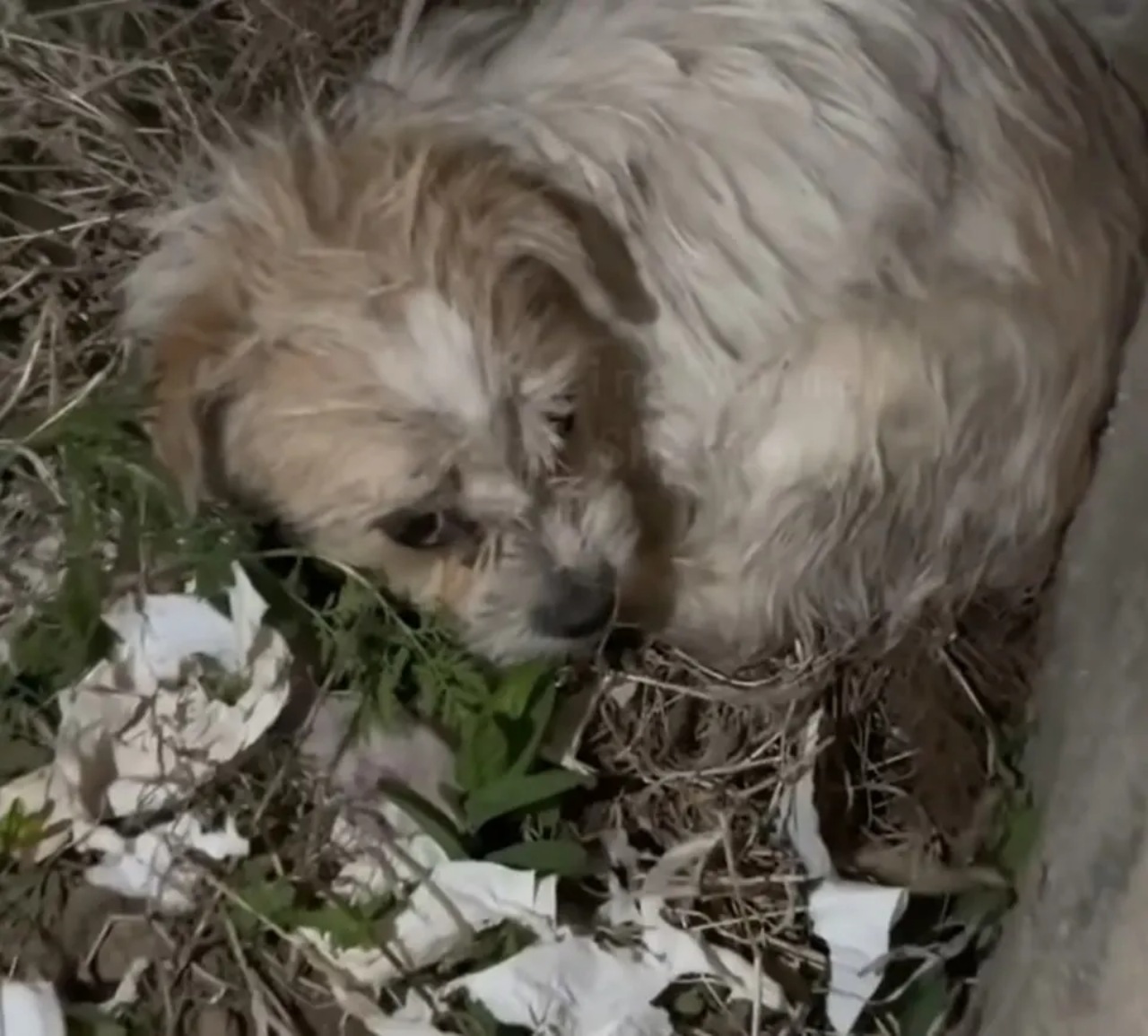 Mamma cane difende i suoi piccoli