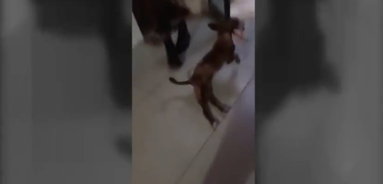 cagnolina paraplegica amico