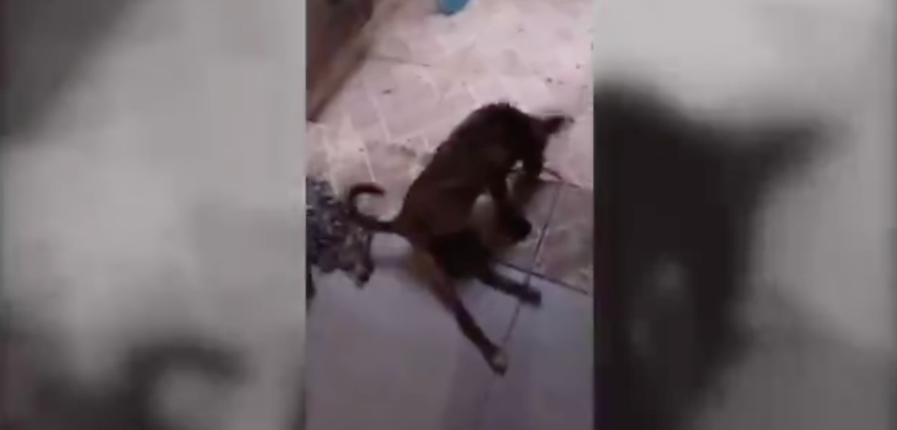 cagnolina paraplegica muso