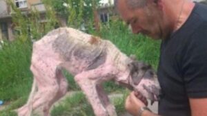 Un uomo fa l’ultimo sforzo per salvare un cane randagio in punto di morte