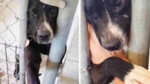 Un cane ha allungato la zampa a chiunque si fermasse davanti la sua gabbia