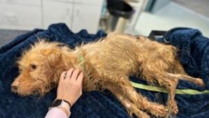 Cagnolino trovato sul lato della strada, era in condizioni disperate e serviva un miracolo per salvarlo