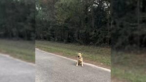 Cane abbandonato arriva in un santuario sperando di trovare una nuova famiglia